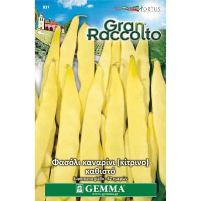 FAG 837 - Φασόλι καναρίνι καθιστό - Phaseolus vulgaris "Supernano Yellow"