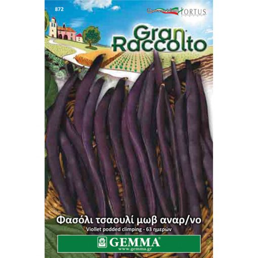 FAG 872 - Φασόλι τσαουλί μωβ αναρριχώμενο - Phaseolus vulgaris "Purple Podded Climbing"