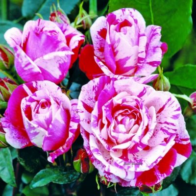 Bare-rooted rose 06030 – Rinascimento