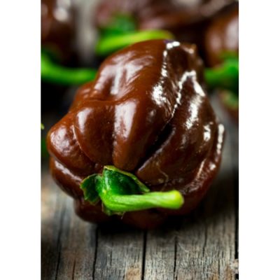 13547 Habanero Chocolate – Πιπεριά Τσίλι – Capsicum chinense