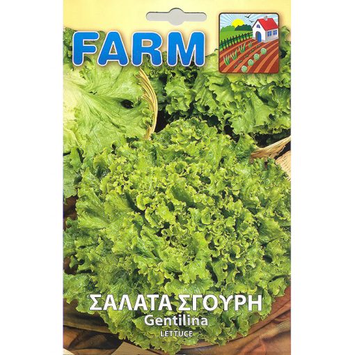 FARM 160 - ΜΑΡΟΥΛΙ ΣΑΛΑΤΑ ΣΓΟΥΡΗ - Lactuca sativa