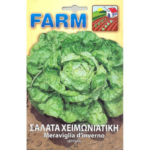 FARM 163 - ΜΑΡΟΥΛΙ ΣΑΛΑΤΑ ΧΕΙΜΩΝΙΑΤΙΚΗ - Lactuca sativa