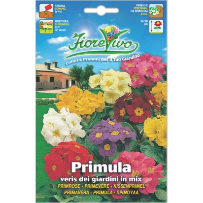 P104 - ΠΡΙΜΟΥΛΑ ΜΕΙΓΜΑ - Primula acaulis