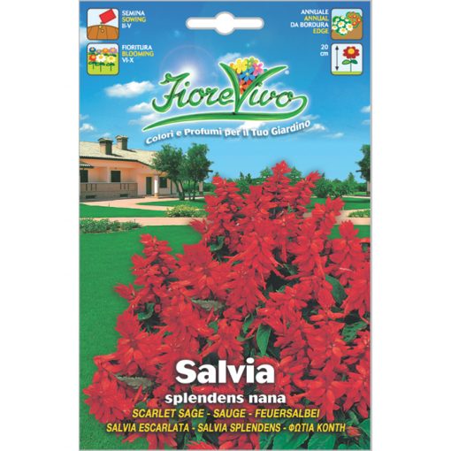 S024 - Salvia splendens