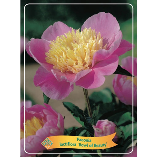 Herbaceous Peony - 1346188 Bowl of Beauty