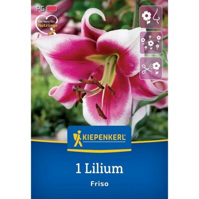 2750002 Lilium Friso
