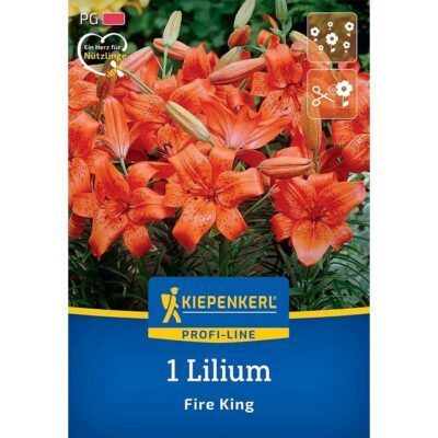 2750003 Lilium Fire King