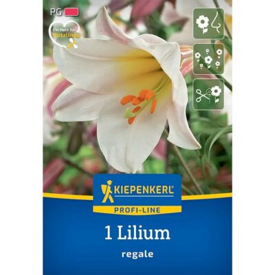 2750004 Lilium Regale