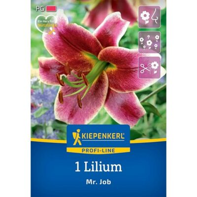 2750005 Lilium Mr. Job