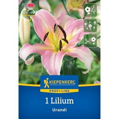 2750007 Lilium Urandi