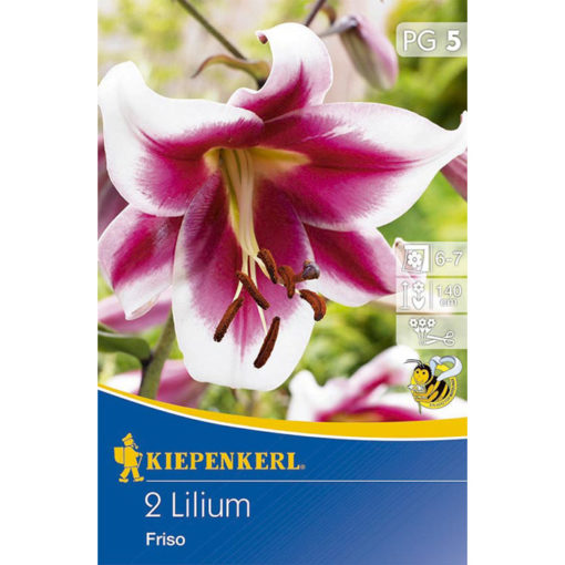 5507210 Lilium – Λίλιουμ Friso