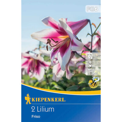 507234 Lilium – Λίλιουμ Friso