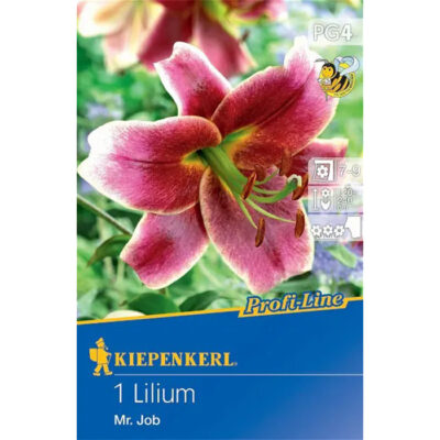 507753 Lilium – Λίλιουμ Mr. Job