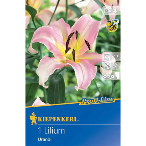 507777 Lilium – Λίλιουμ Urandi