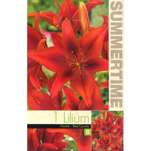 9282 Lilium Red County