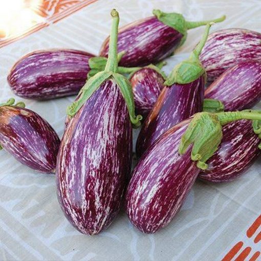 ΜΤ 7010 Listada de Gandia - Μελιτζάνα – Solanum melongena