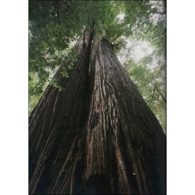 12907 Sequoia sempervirens - Coastal Redwood