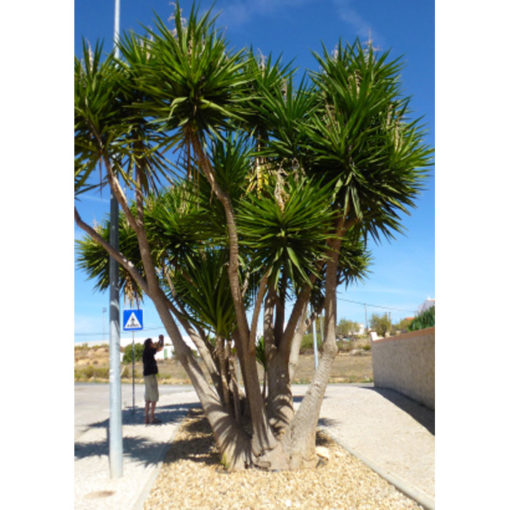 20154 Yucca gigantea - Γιούκα γίγας