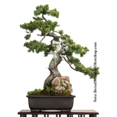 Σπόροι Bonsai – 20165 Juniperus phoenicea