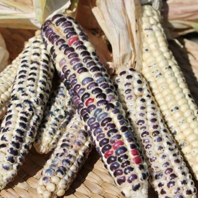 Σπόροι καλαμποκιού – DF 98602 Montana Cudu (Zea mays amylaceaa)