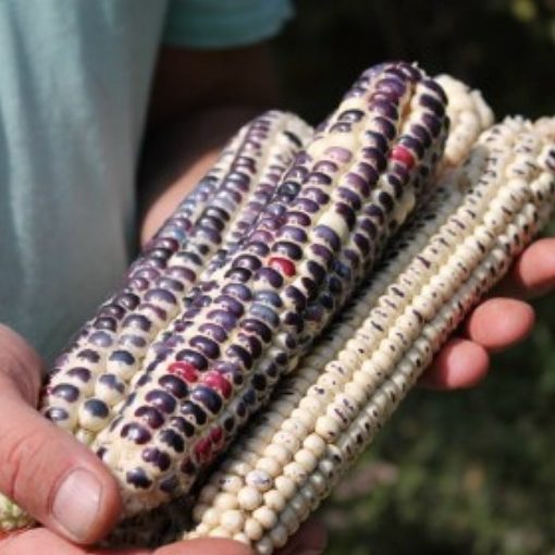 Corn Seeds – DF 98602 Montana Cudu (Zea mays amylaceaa)