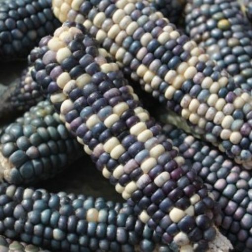 Corn Seeds – DF 98604 Rio Lucio (Zea mays amylaceaa)