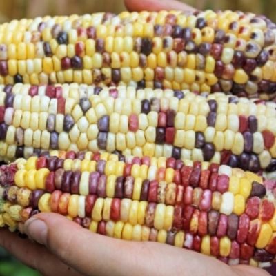 Corn Seeds – DF 98621 Anasazi Sweet (Zea mays sacharata)
