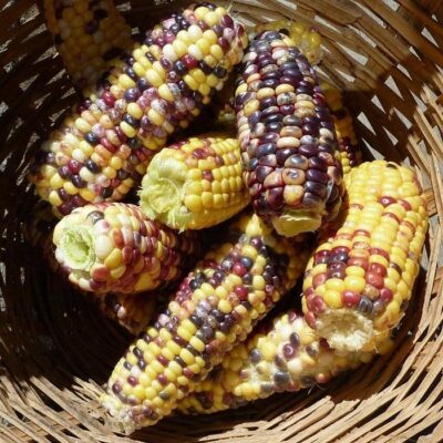 Corn Seeds – DF 98621 Anasazi Sweet (Zea mays sacharata)