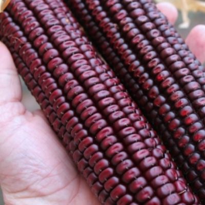 Corn Seeds – DF 98601 Lila Lofogu Kukorica (Zea mays dentiformis)