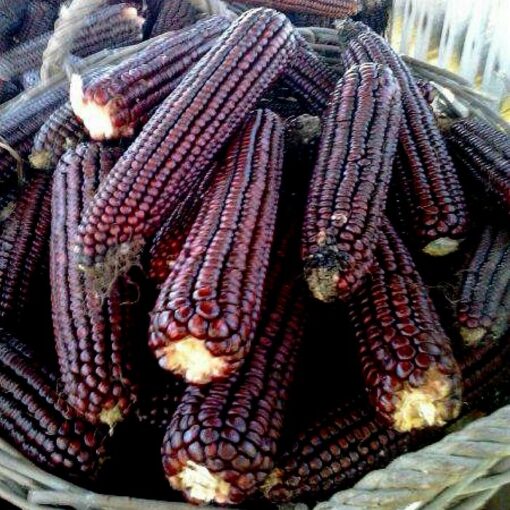 Corn Seeds – DF 98601 Lila Lofogu Kukorica (Zea mays dentiformis)