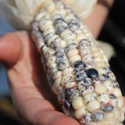 Corn Seeds – DF 98603 Mouchete de Perou (Zea mays amylaceaa)
