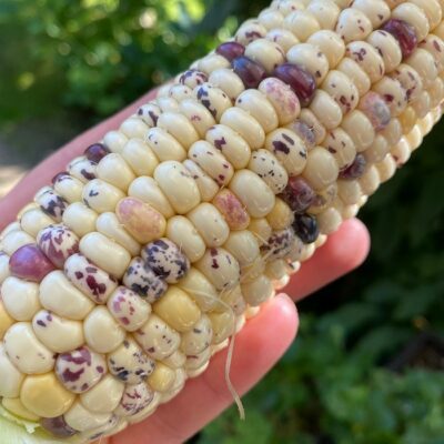 Σπόροι καλαμποκιού – DF 98603 Mouchete de Perou (Zea mays amylaceaa)