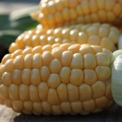 Corn Seeds – DF 98623 Yucon Chief (Zea mays sacharata)