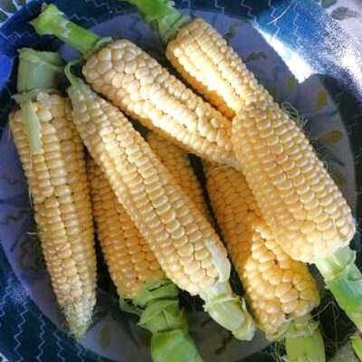 Σπόροι καλαμποκιού – DF 98623 Yucon Chief (Zea mays sacharata)