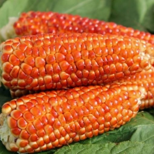Corn Seeds – DF 98622 Zuckerfee (Zea mays sacharata)