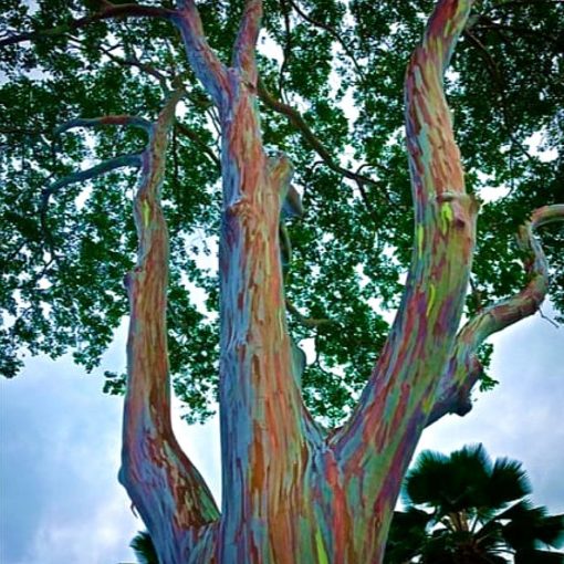 ASK 2007 Eucalyptus deglupta - Rainbow Eucalyptus