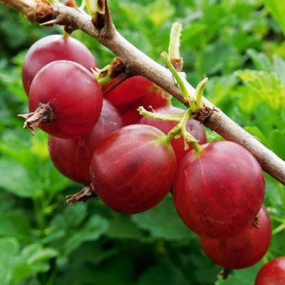Fruitful shrub – Gooseberry red 12034