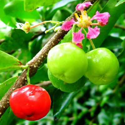 EF 12313223 Acerola, Barbados Cherry - Ασερόλα (Malpighia glabra)