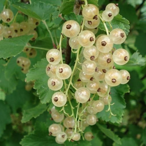 Fruitful shrub – Whitecurrant 12029