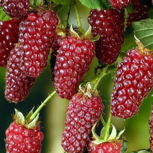 Fruitful shrub – Tayberry 12023