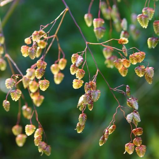Dried and Everlasting Flowers seeds - DF 311002 Briza media