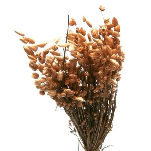 Dried and Everlasting Flowers seeds - DF 311002 Briza media