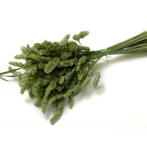 Dried and Everlasting Flowers seeds - DF 313004 Dactylis glomerata