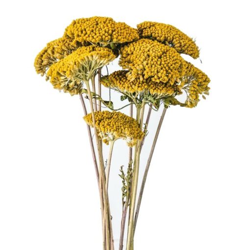 Dried and Everlasting Flowers seeds - DF 311321 Achillea ageratum