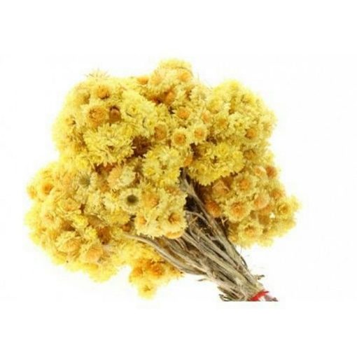 Dried and Everlasting Flowers seeds - DF 311340 Helichrysum arenarium