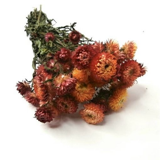 Dried and Everlasting Flowers seeds - DF 312014 Helichrysum bracteatum