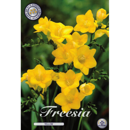 84410 Freesia – Φρέζια Yellow