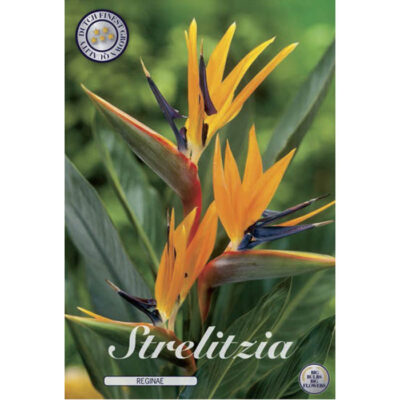 02100 Strelitzia – Στρελίτζια reginae