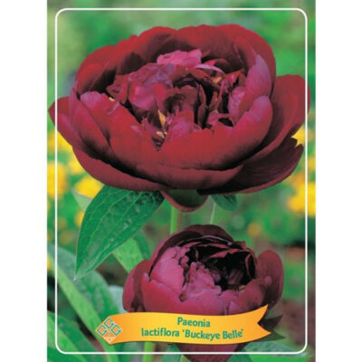 Herbaceous Peony – 1346189 Buckeye Belle