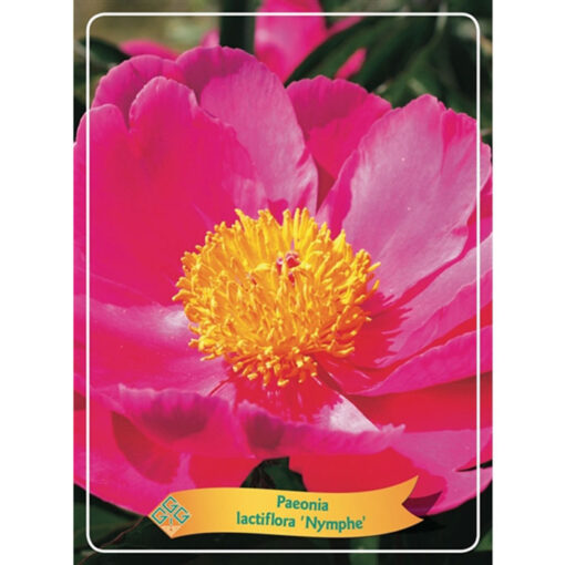 Herbaceous Peony – 1346199 Nymphe
